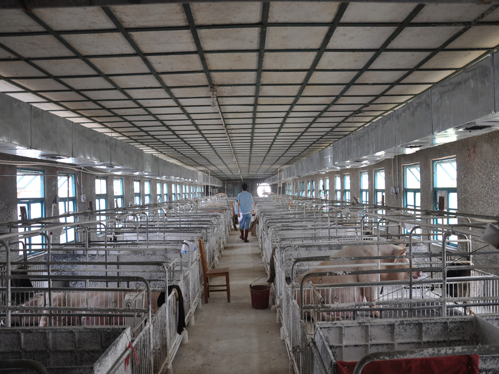 祝贺公司养猪业老客户正压通风降温新项目正式投入运行使用